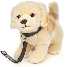 Golden Retriver med koppel